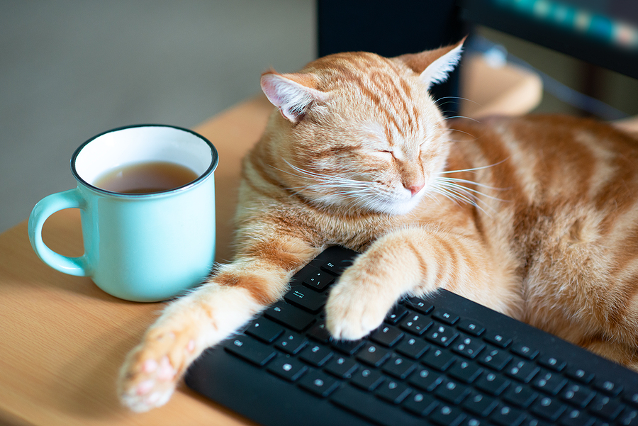 Cat reclining on keyboard